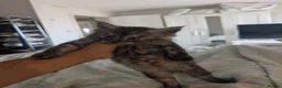 Maine Coon cats for sale: Maincoons wihtout papers  in Leamington Spa - Advert 20