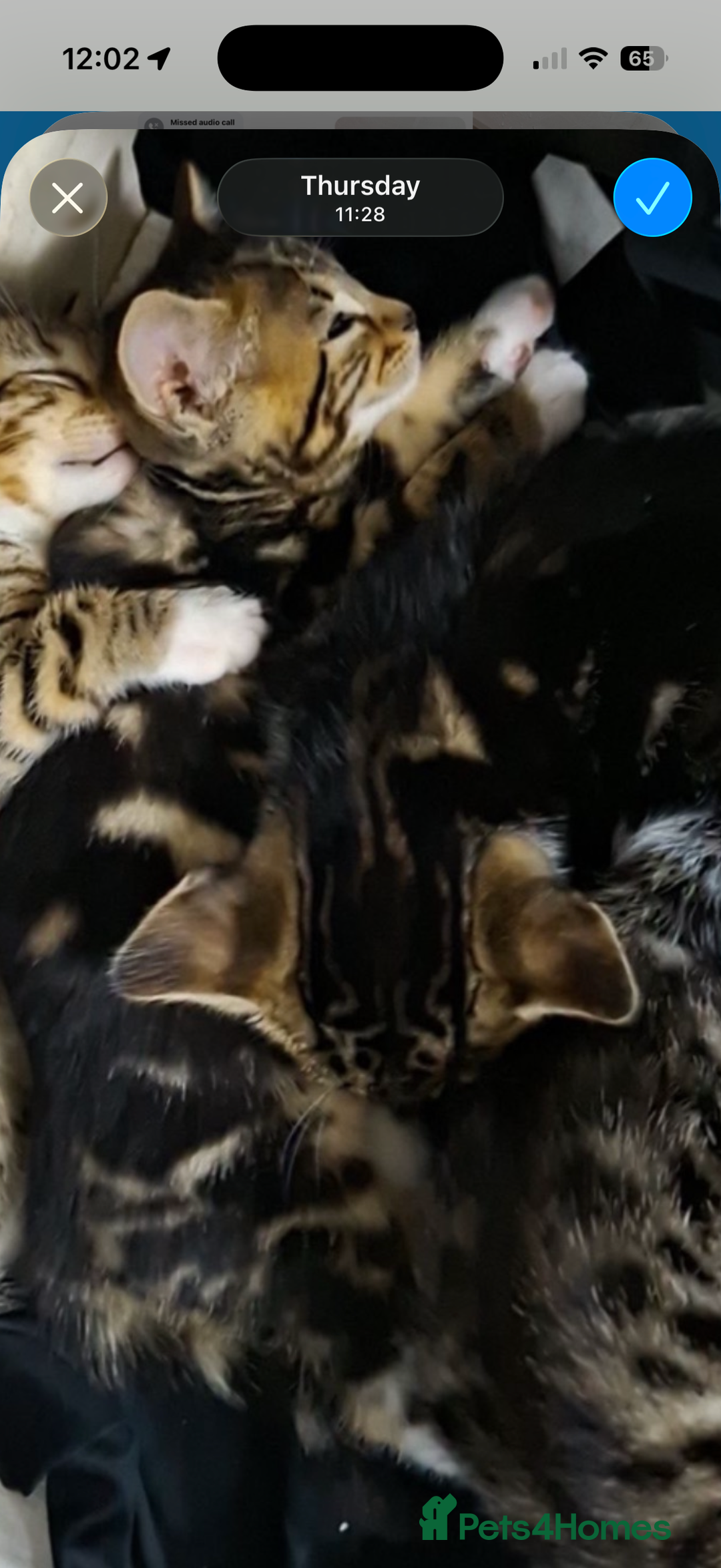 Mixed Breed cats for sale: 2 female kittens  - Advert 2