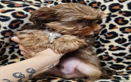 Yorkshire Terrier dogs for sale: 🧡 DNA tested parents 🤎 Chocolate Red boy  - Advert 19