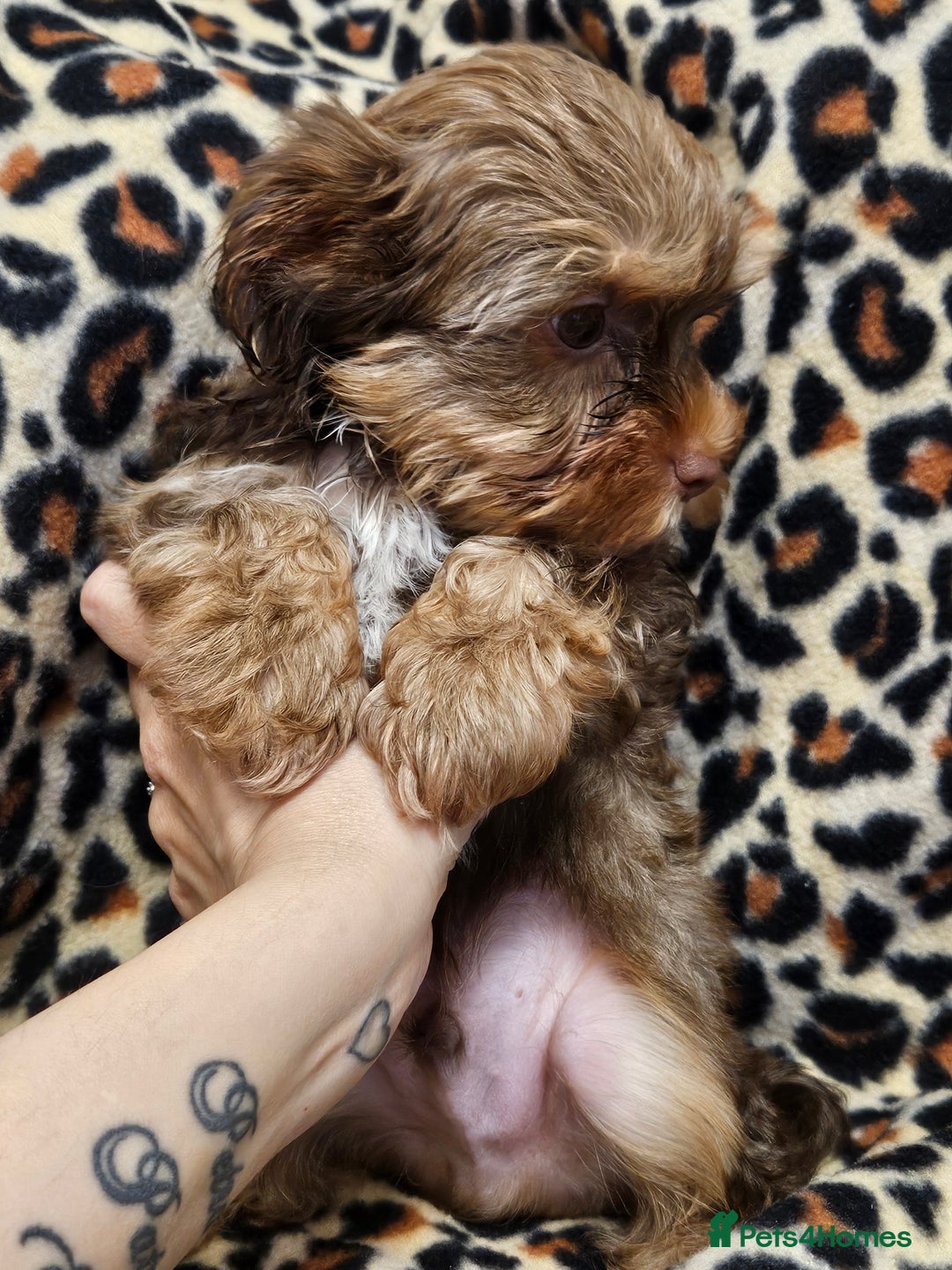 Yorkshire Terrier dogs for sale: 🧡 DNA tested parents 🤎 Chocolate Red boy  - Advert 19