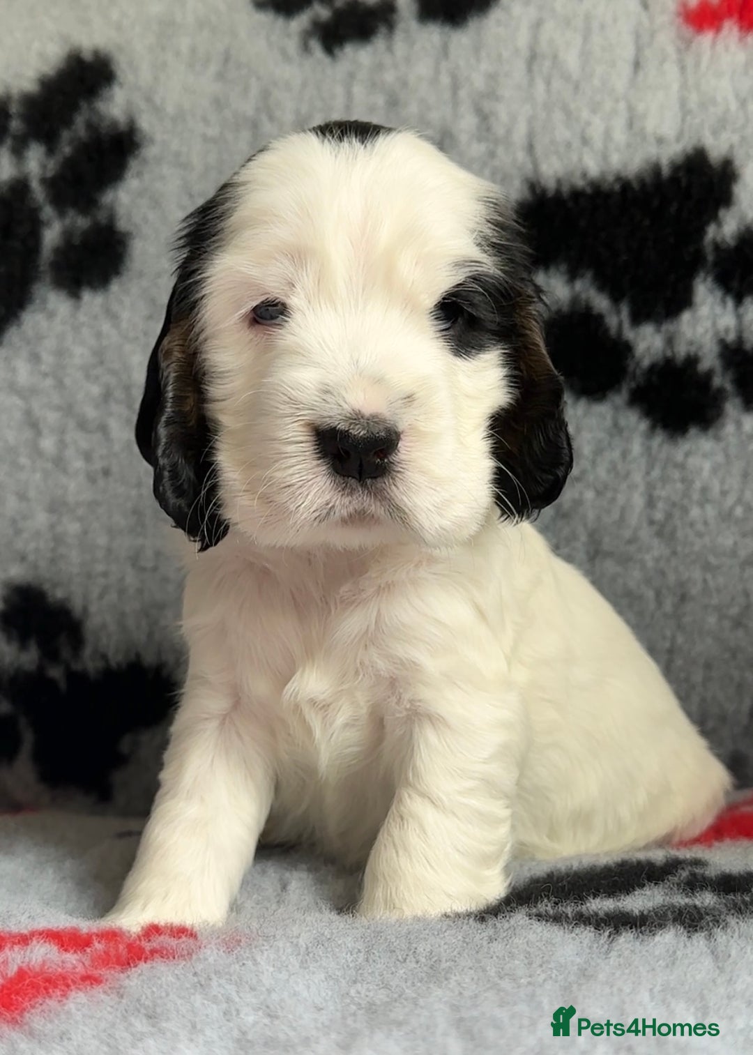 Cocker Spaniel dogs for sale: Show Cocker Puppies (KC Reg, AMS, PRA & FN CLEAR) - Image 37
