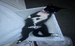 Domestic Shorthair cats for sale: Binkey  - Image 7