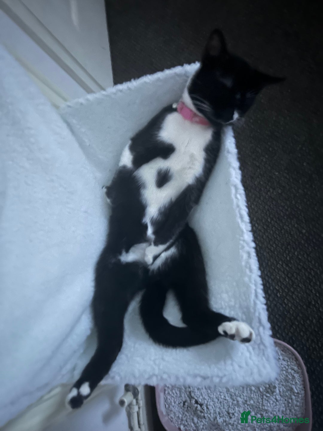 Domestic Shorthair cats for sale: Binkey  - Image 7