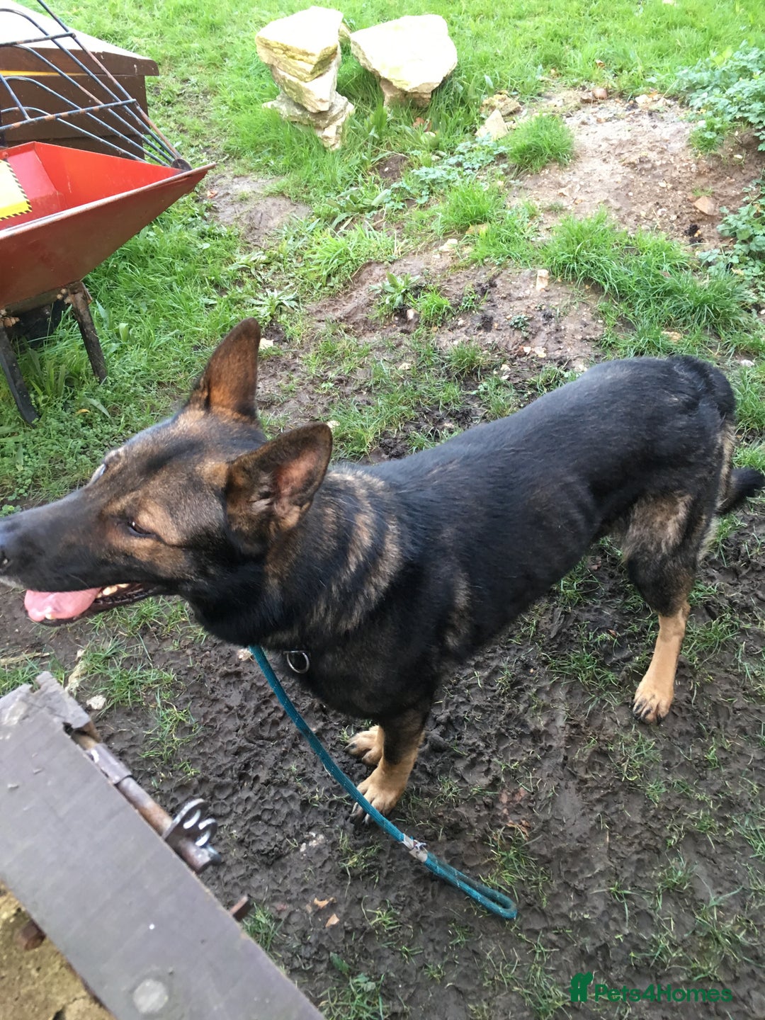 German Shepherd dogs for sale: German Shepherd Boy. - Advert 5