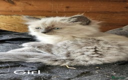 Ragdoll cats for sale: Pure Breed Ragdoll Kittens 1 Boy and 1 Girl - Image 8