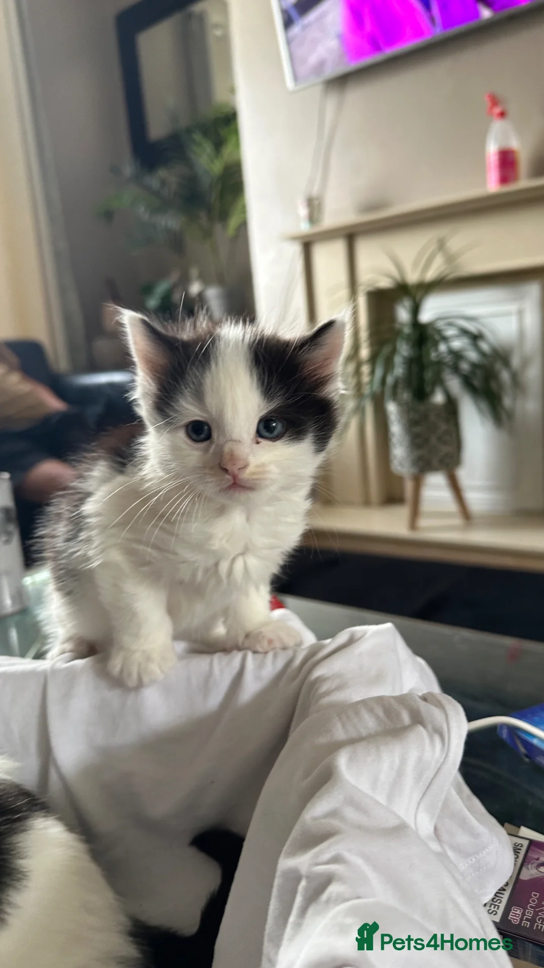 Mixed Breed cats for sale: Beautiful kitten - Advert 2