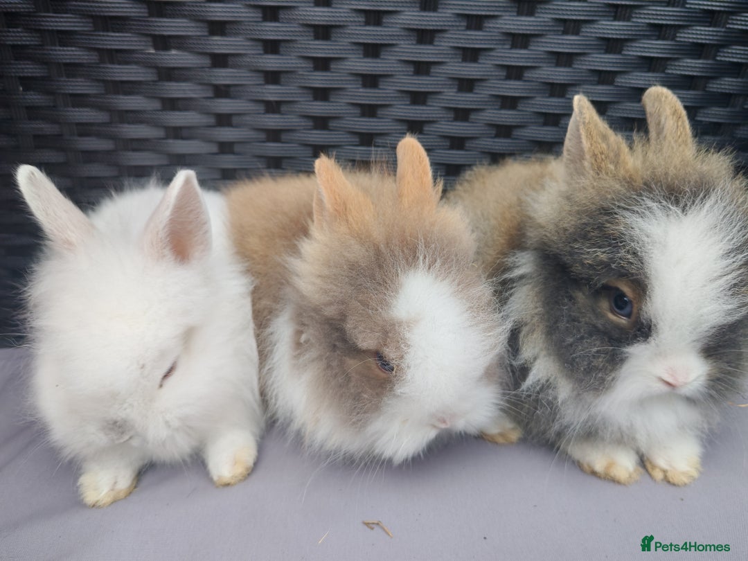 Lionhead rabbits for sale: 1 blue eyed white male left - Image 12