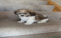 Shih Tzu dogs for sale: STUNNING HEALTH CHECKED PUPPIES  - Image 4