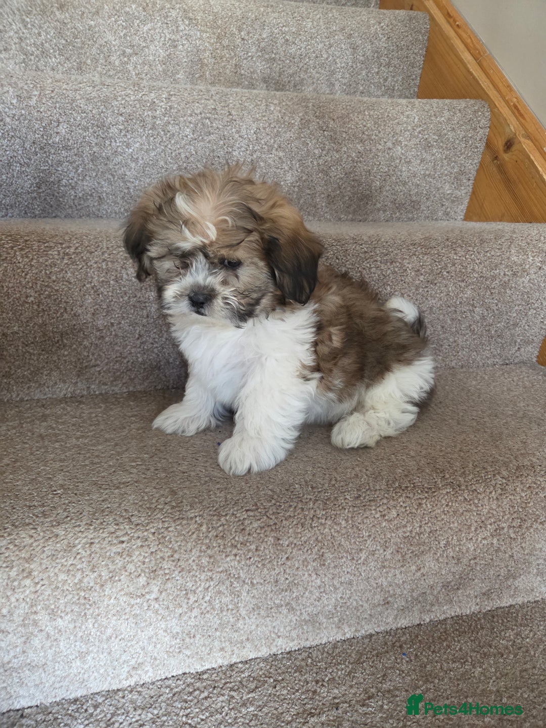 Shih Tzu dogs for sale: STUNNING HEALTH CHECKED PUPPIES  - Image 4