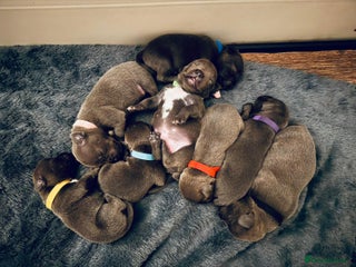 Staffordshire Bull Terrier dogs KC Registered Staffordshire Bull Terrier Puppies - Advert 1