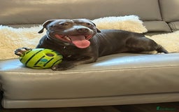Staffordshire Bull Terrier dogs for stud: 💙Blue Staffordshire Bull Terrier Stud💙 - Image 6