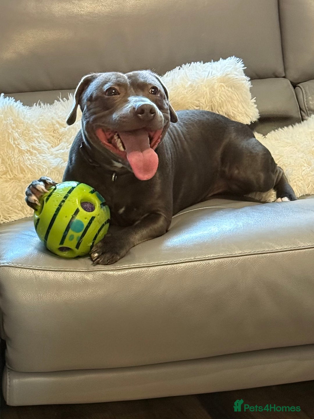 Staffordshire Bull Terrier dogs for stud: 💙Blue Staffordshire Bull Terrier Stud💙 - Image 6