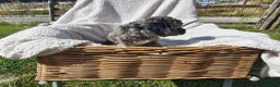 Cockapoo dogs for sale: 5 Loving cockapoos  - Advert 7
