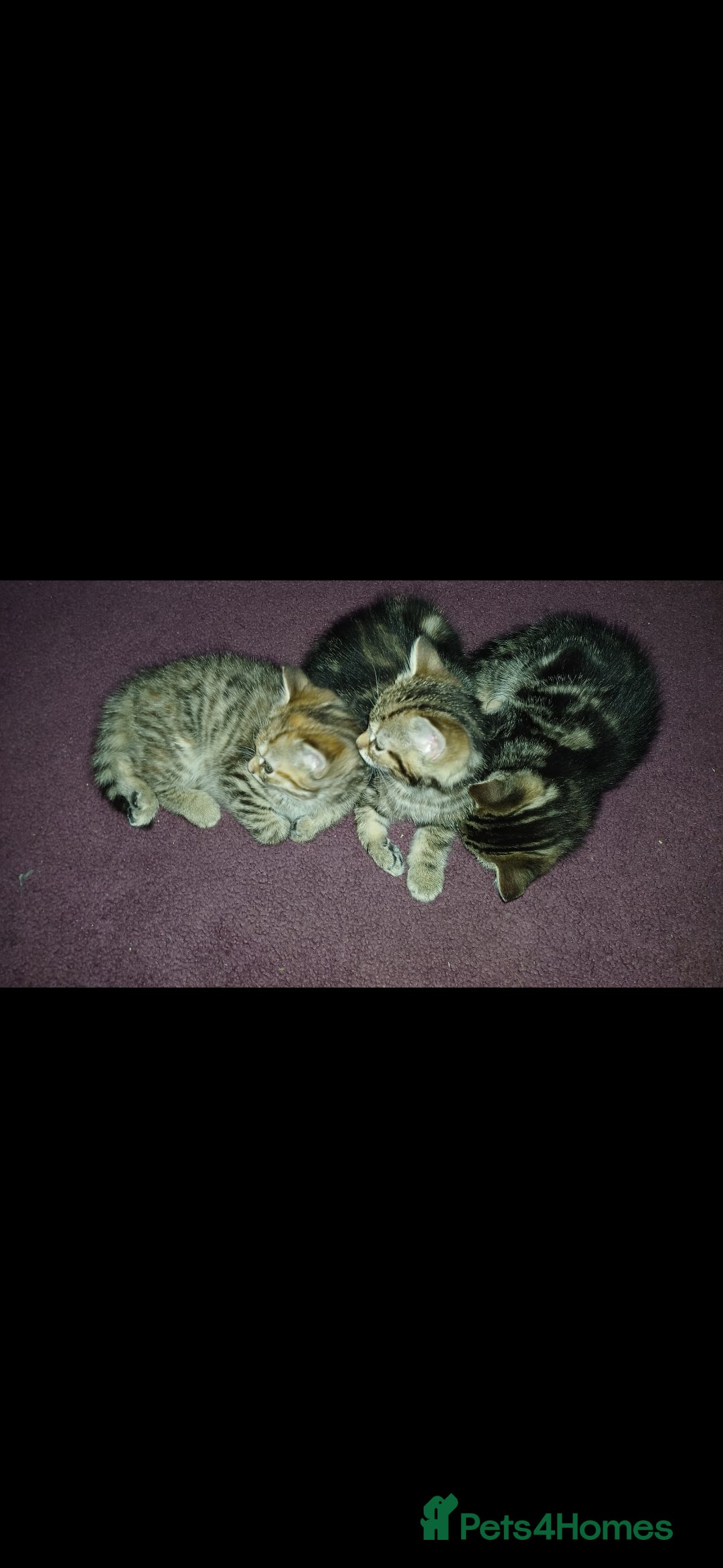 American Shorthair cats for sale: Kitten  - Advert 4