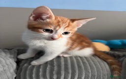 Mixed Breed cats for sale: Kittens Re Homed  - Image 3