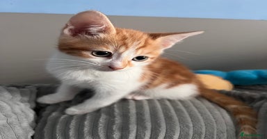 Mixed Breed cats - Advert 14