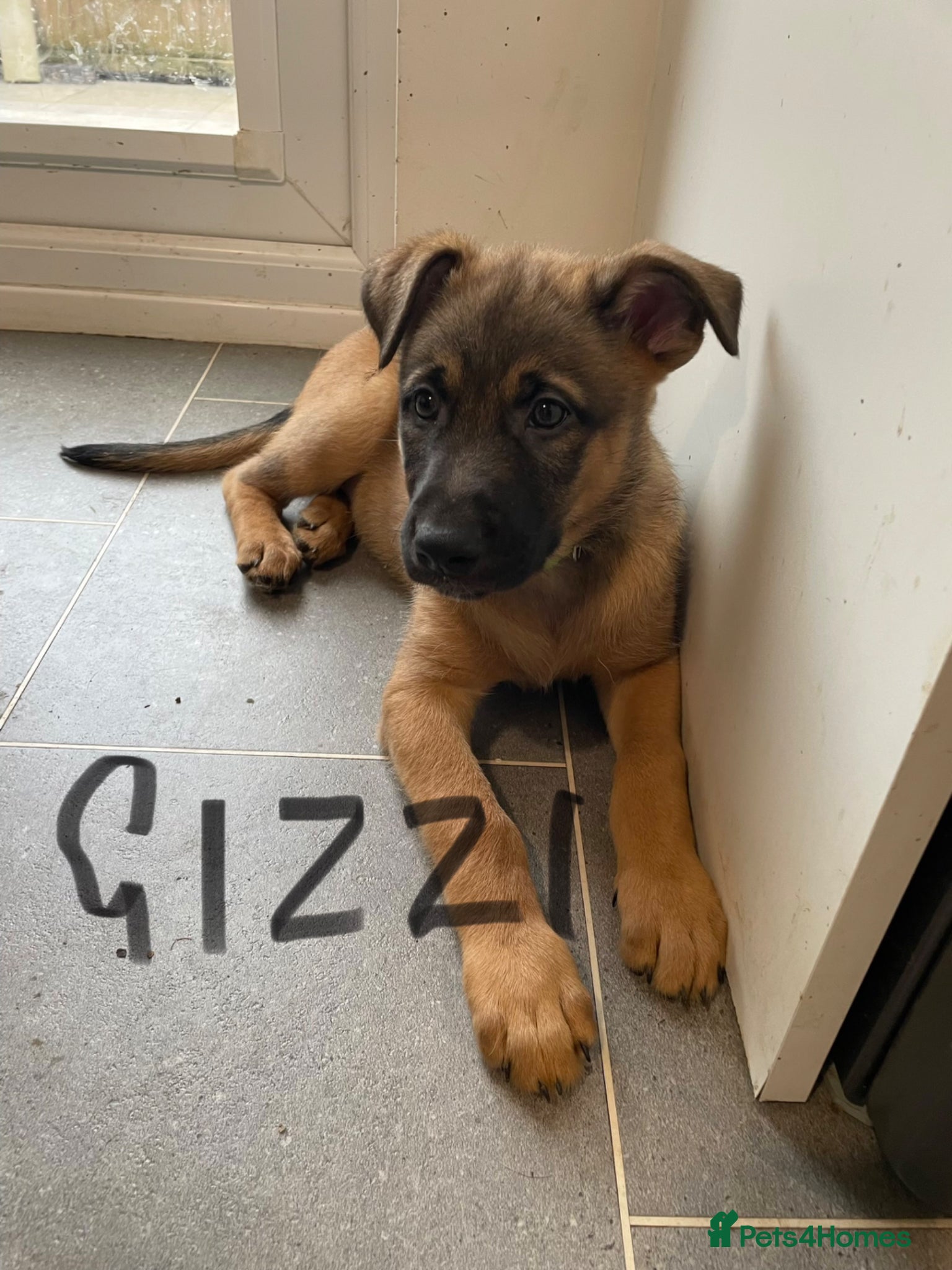 Belgian Shepherd Dog dogs Belgian Malinois cross puppies for sale.  - Advert 21