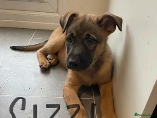 Belgian Shepherd Dog dogs Belgian Malinois cross puppies for sale. - Advert 21
