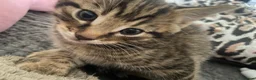 Russian Blue cats for sale: 4 male Russian blue bengal tabby mixed kitrens  - Advert 7