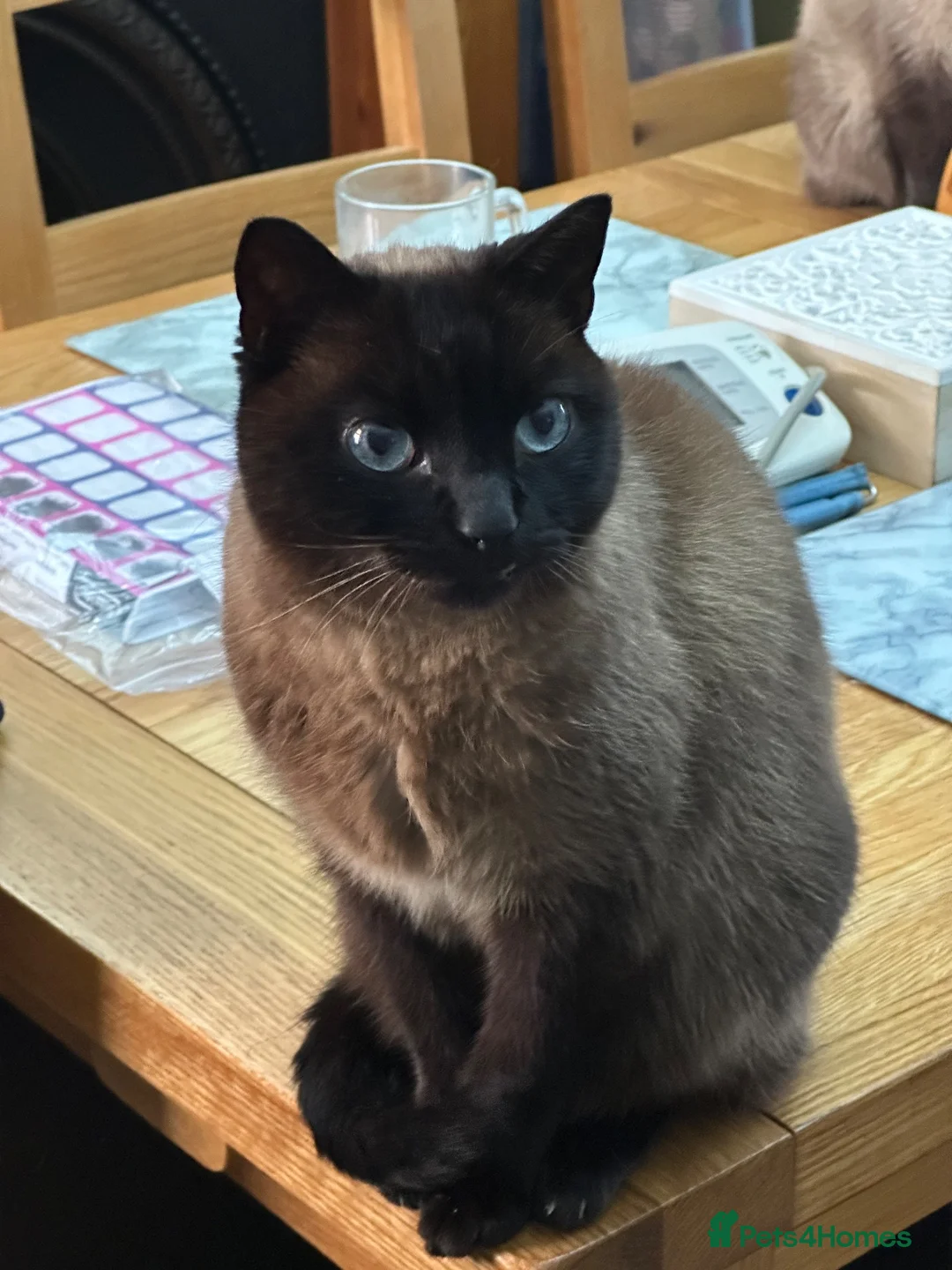 Ragdoll cats for sale: 2 adult ragdoll cats  in Manchester - Advert 2