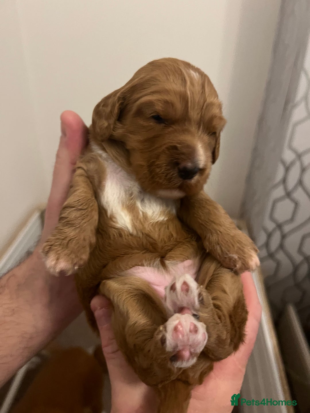 Cockapoo dogs for sale: F1 Cockapoo puppies from health tested parents  - Advert 10