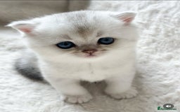 British Shorthair cats for sale: Silver pedigree kittens  - Image 7