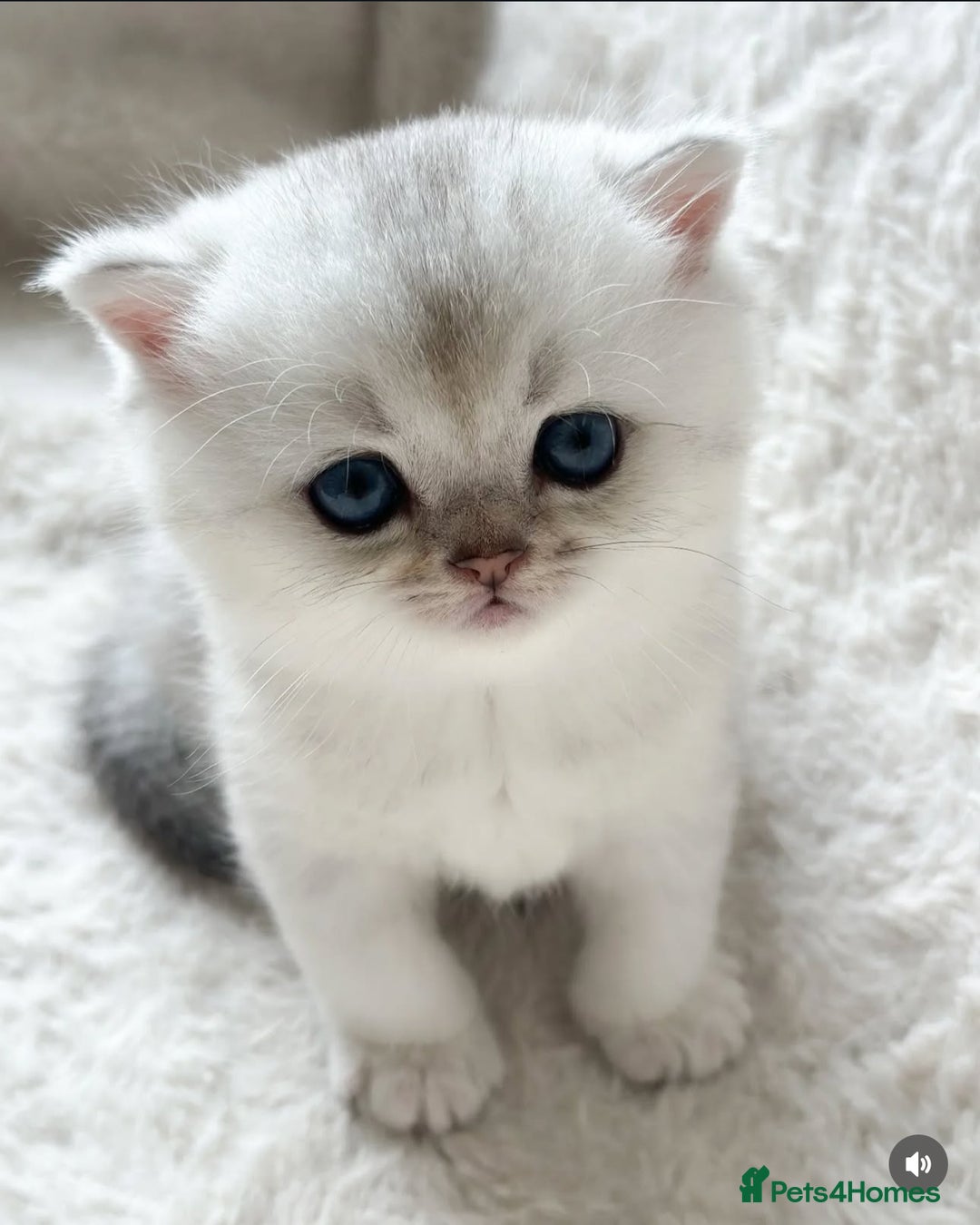 British Shorthair cats for sale: Silver pedigree kittens  - Image 7