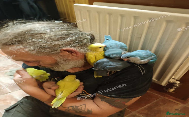 Parrots birds - Advert 7