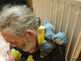 Parrots birds - Advert 6