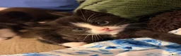 Mixed Breed cats for sale: Beautiful black and white fluffy kittens  in Holywell - Advert 7