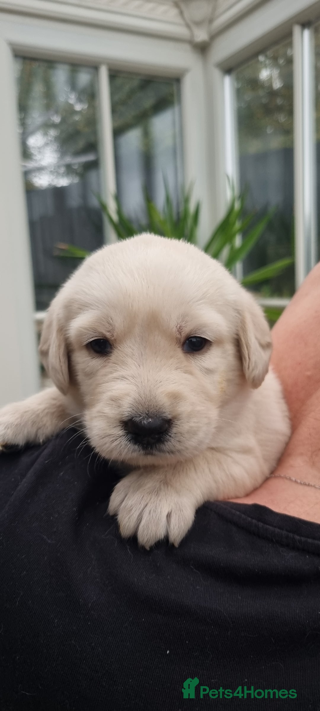 Mixed Breed dogs for sale: Double Doodle puppies  - Image 2