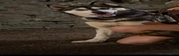 Siberian Husky dogs for stud: Gorgeous siberian Husky STUD in Port Talbot - Advert 5