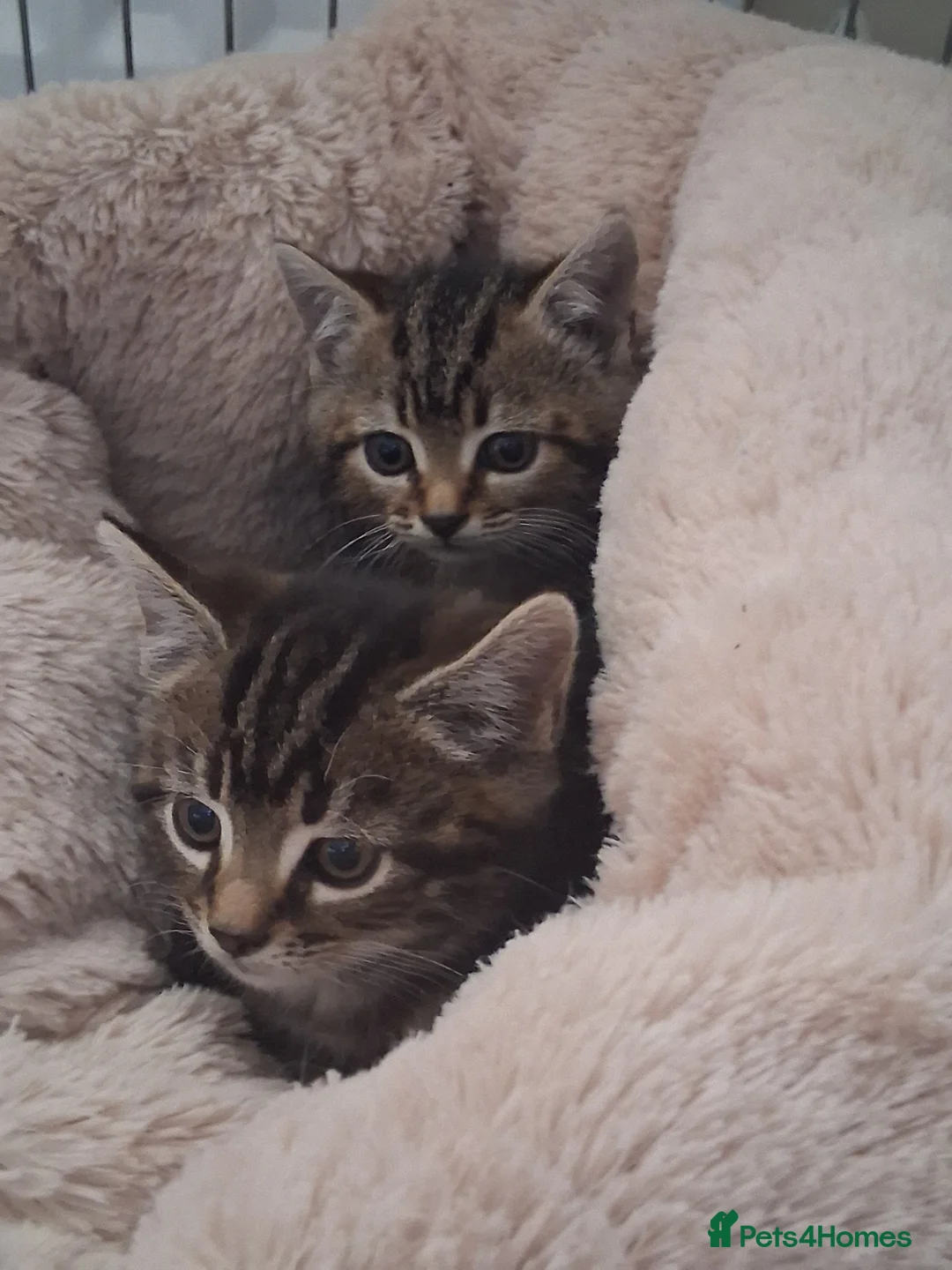 Mixed Breed cats for sale: 2 beautiful tabby male kittens  - Advert 1