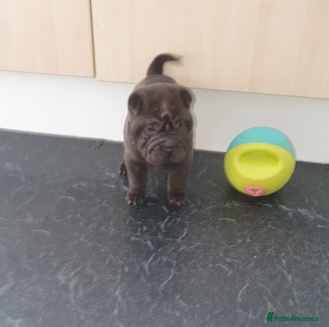 Shar Pei dogs for sale: Stunning KC Registered Shar Pei puppies - Advert 5