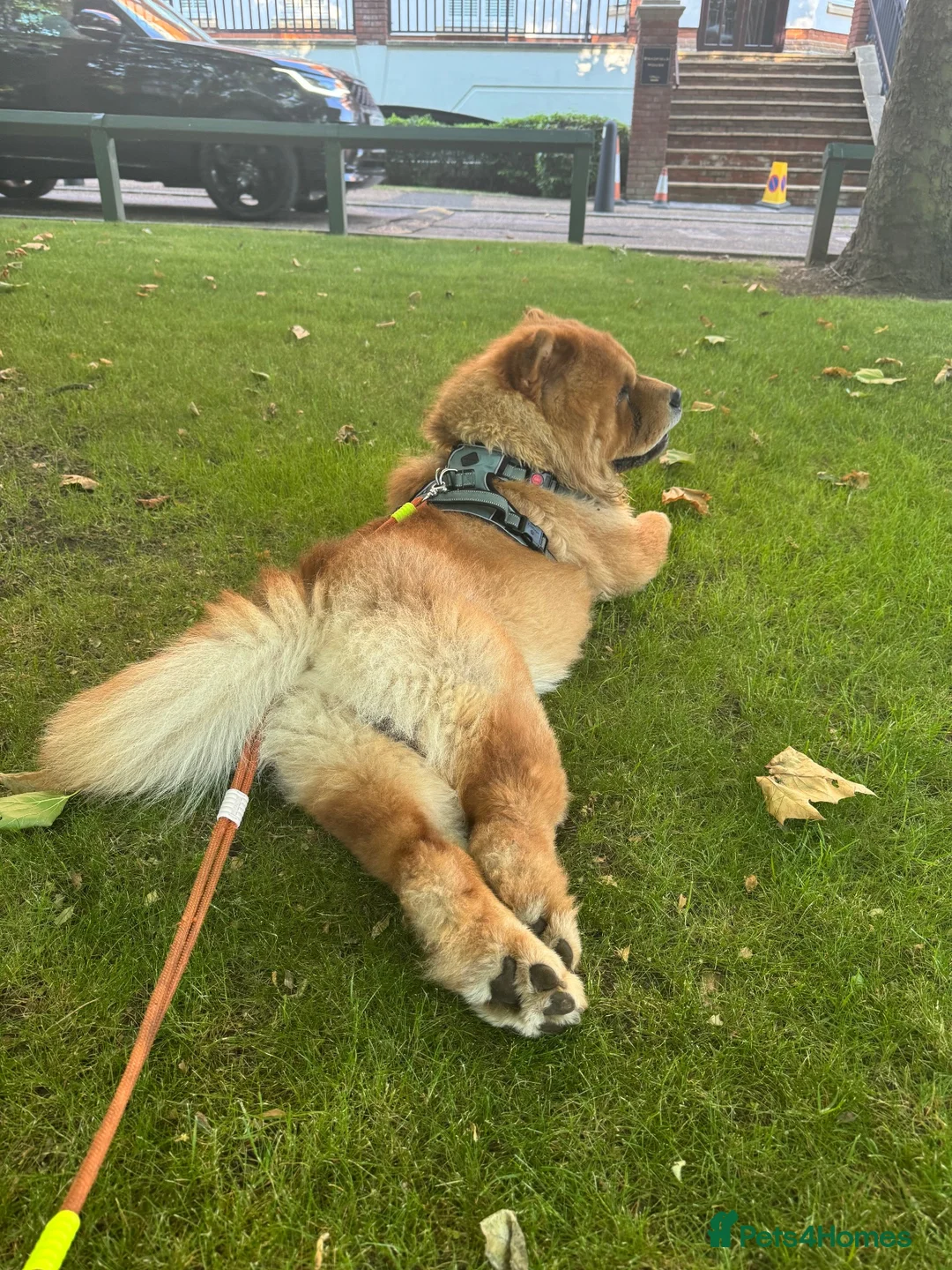 Chow Chow dogs for stud: KC registered Ralph chow chow  in Woodford Green - Advert 22
