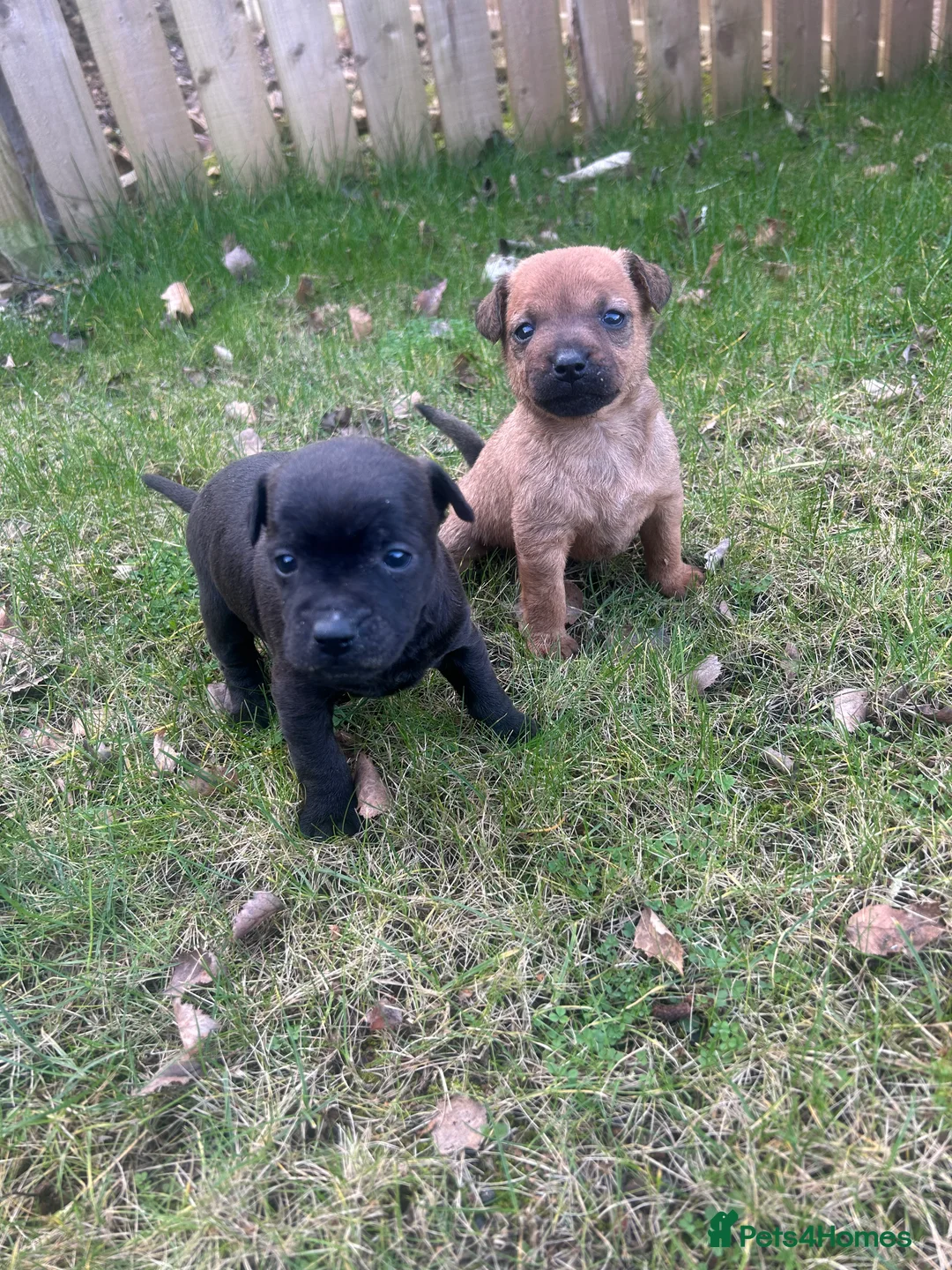 Patterdale Terrier dogs for sale: Stunning Patterdale pups  - Advert 17