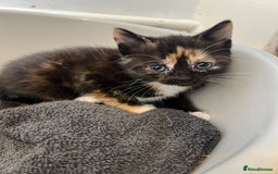 Mixed Breed cats for sale: 🚨Gorgeous babies for sale🚨 - Image 6