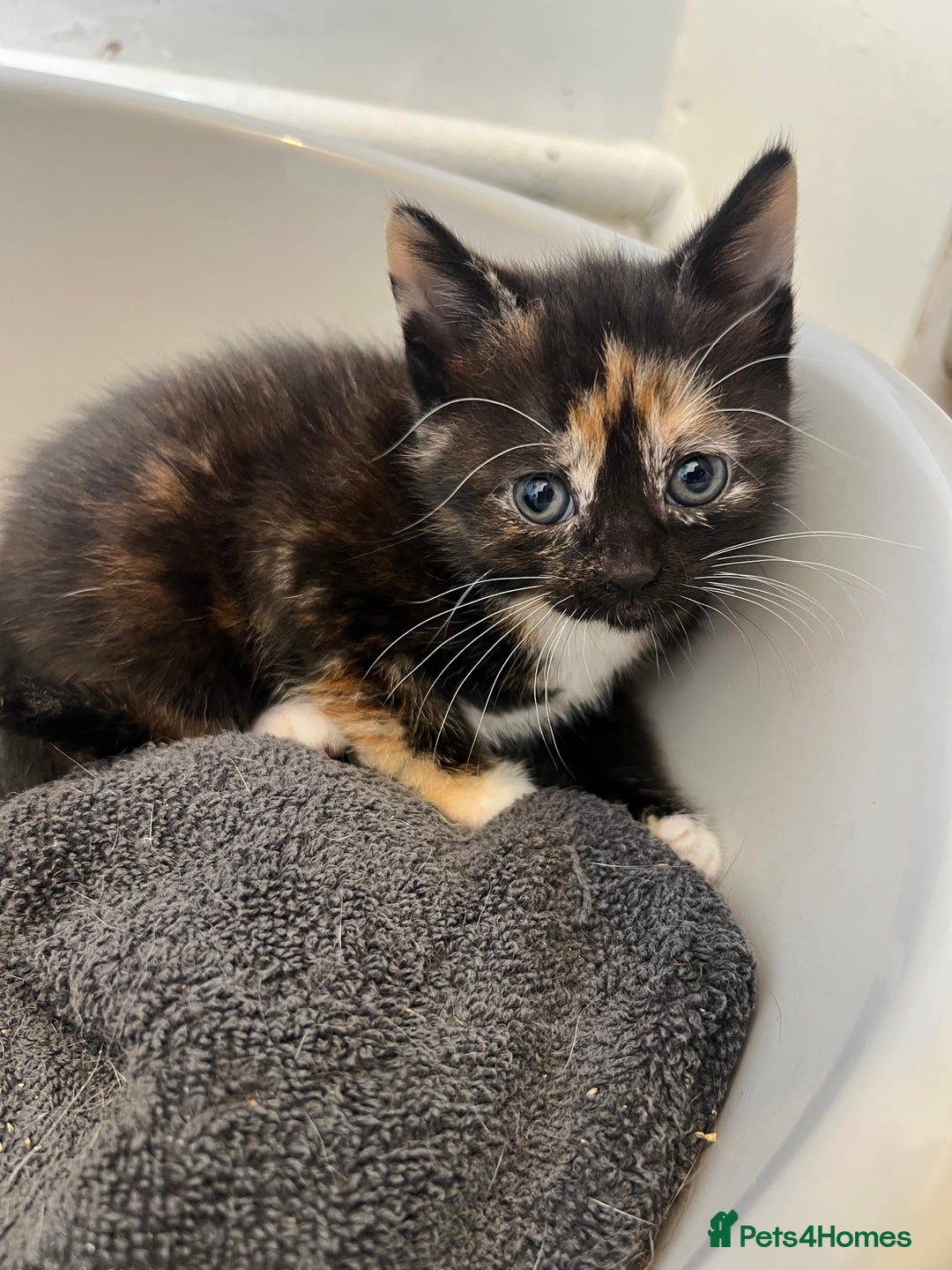 Mixed Breed cats for sale: 🚨Gorgeous babies for sale🚨 - Image 6