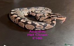 Python Snake reptiles for sale: Ball/royal pythons  - Image 11