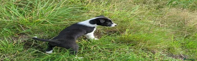 Border Collie 3