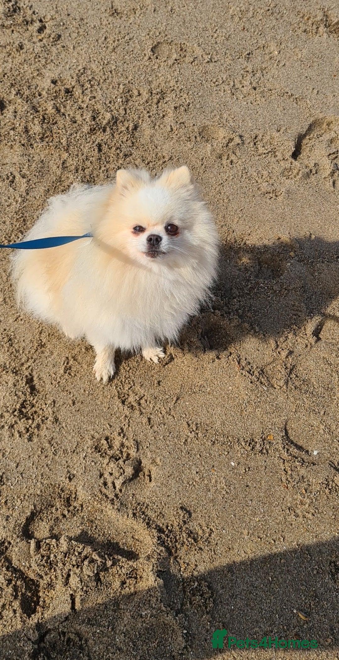 Pomeranian dogs for stud: Pomeranian Boy For Stud - Advert 8