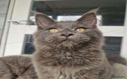 Maine Coon cats for sale: Maine coon kittens  - Image 8