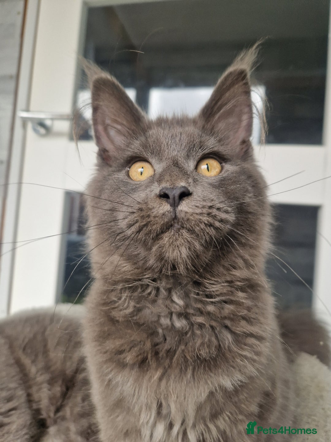 Maine Coon cats for sale: Maine coon kittens  - Image 8