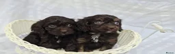 Cavapoo dogs for sale: Miniature rich chocolate & tan Cavapoo puppies  - Advert 30