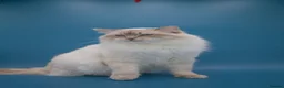 Ragdoll cats for sale: GCCF registered kittens - Advert 10