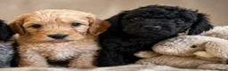 Cockapoo dogs for sale: The most incredible F1b Cockapoo’s  - Advert 5