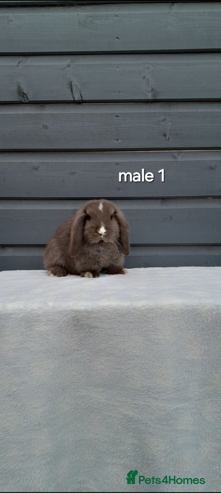 Mini Lop rabbits Purebred mini lop rabbits  - Advert 2