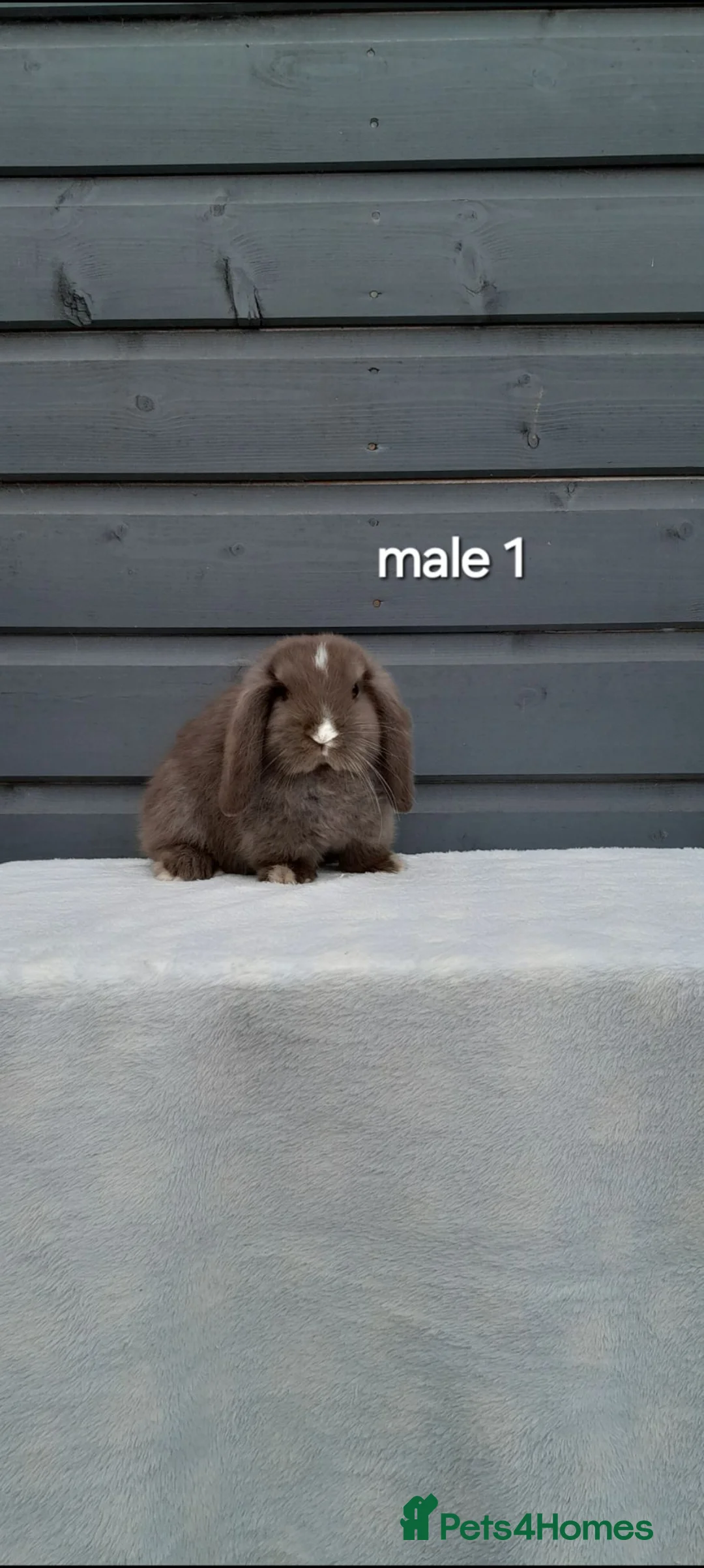 Mini Lop rabbits for sale: Purebred mini lop rabbits  - Advert 2
