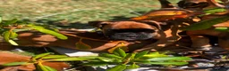 Boxer dogs for sale: Boxer pups  - Advert 13