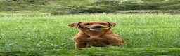 Labrador Retriever dogs for sale: KC Reg Fox Red and Black Labrador Puppies - Advert 10
